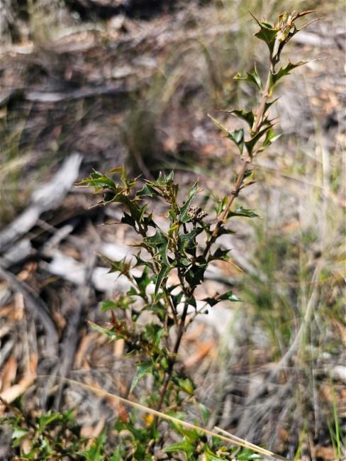 Podolobium ilicifolium (Prickly Shaggy Pea) (alternate view 11)