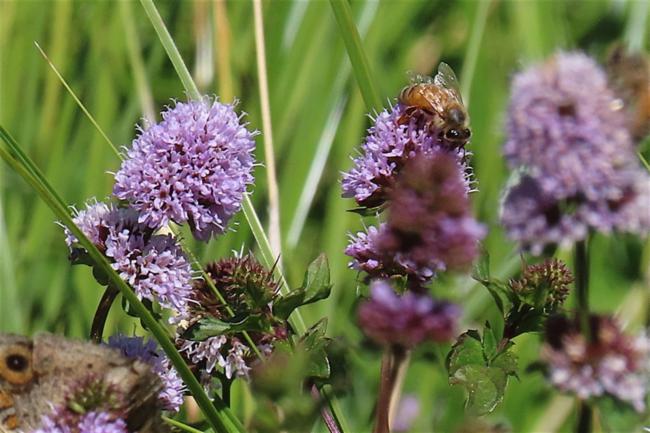 Mentha pulegium (Pennyroyal) (alternate view 9)