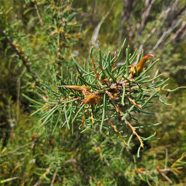 Hakea teretifolia (Dagger Hakea) (alternate view 11)
