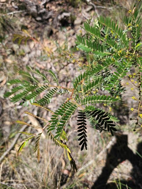 Acacia terminalis (Sunshine Wattle) (alternate view 12)