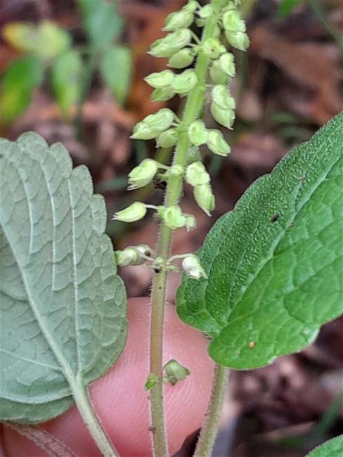 Coleus australis (little spurflower) (alternate view 10)