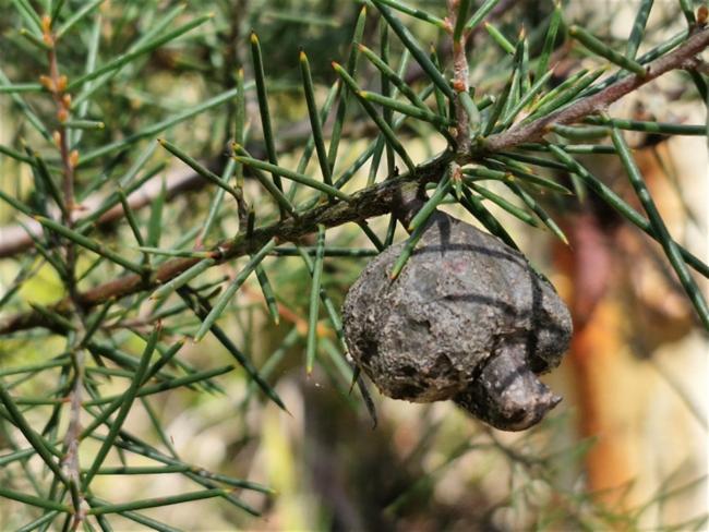 Hakea decurrens (Bushy Needlewood) (alternate view 11)