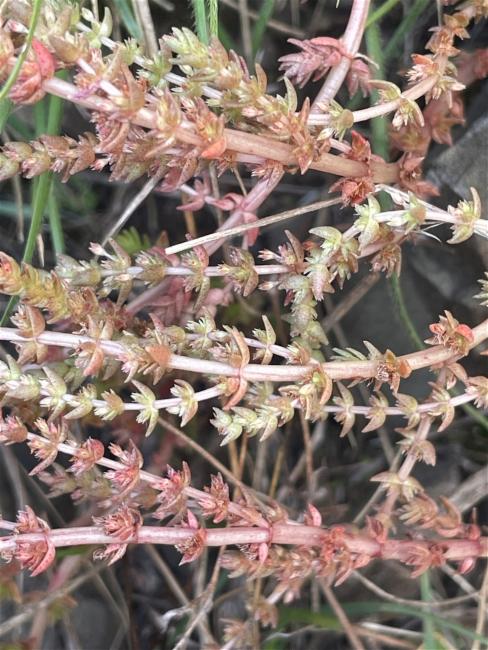 Crassula sieberiana (Australian Stonecrop) (alternate view 12)