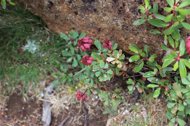 Bellendena montana (Mountain Rocket) (alternate view 12)