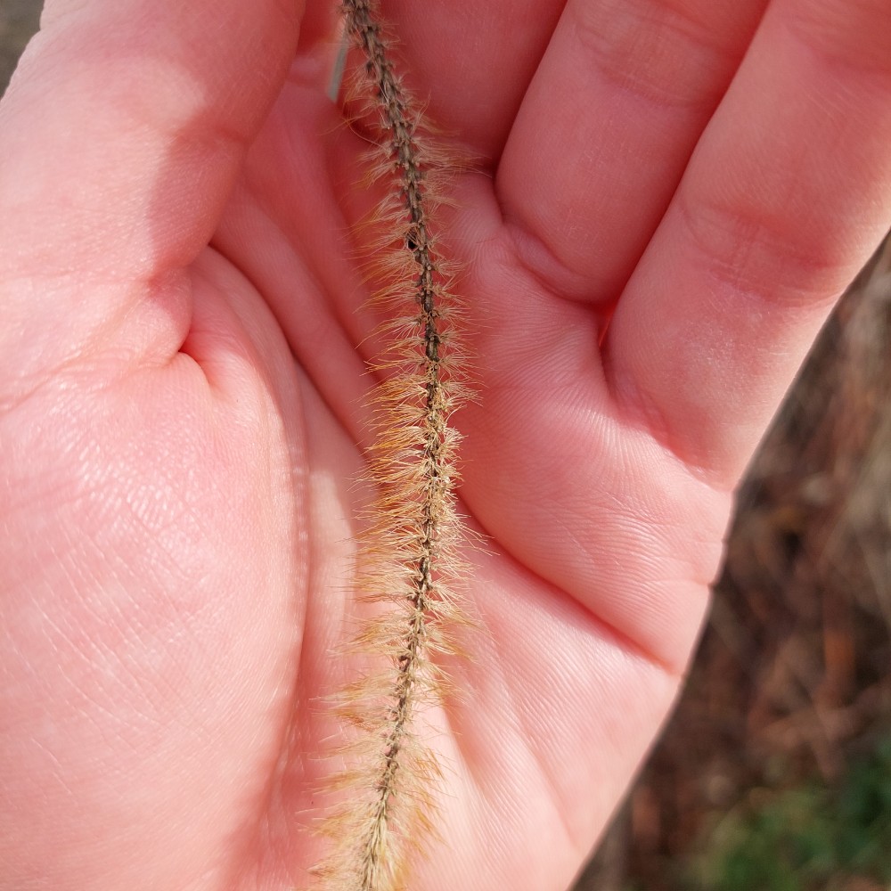 Setaria pumila (yellow foxtail) (alternate view 11)