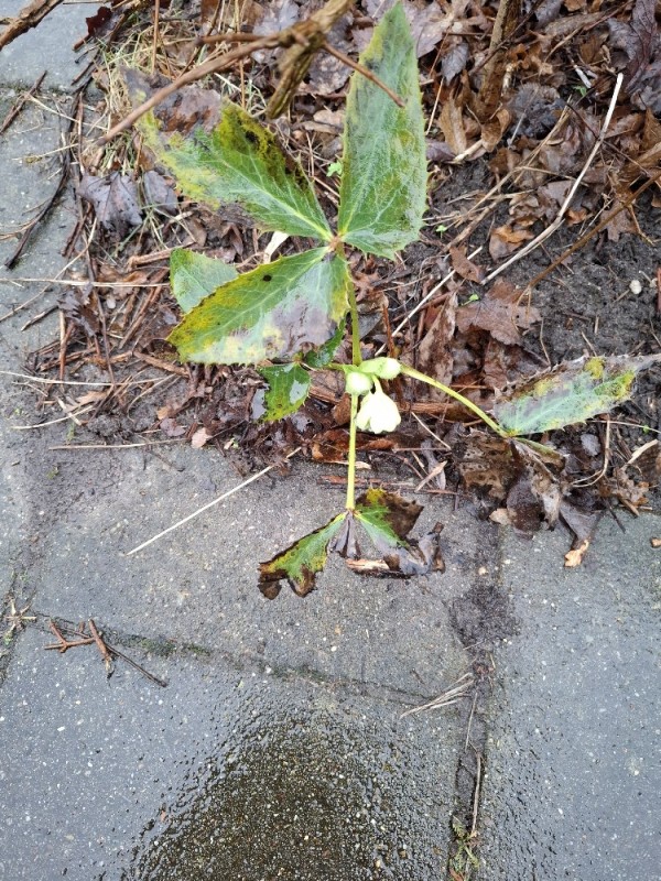 Helleborus argutifolius (Corsican hellebore) (alternate view 2)
