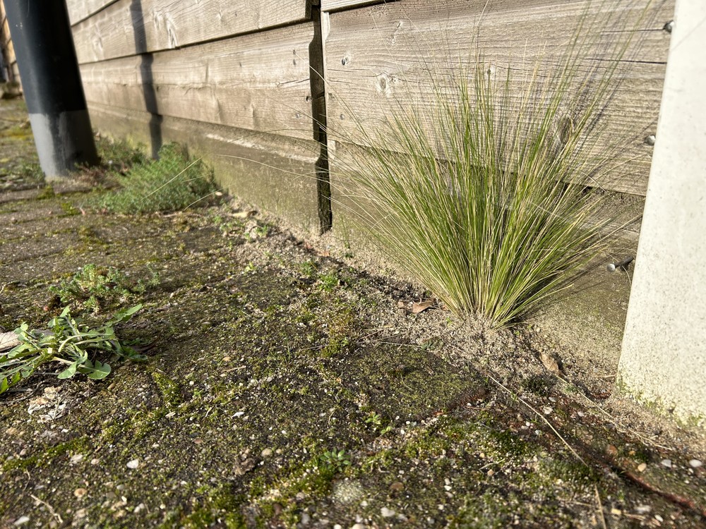 Stipa tenuissima (alternate view 2)