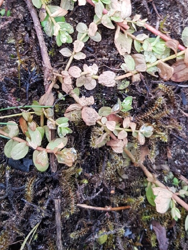 Hypericum elodes (Marsh St John's-wort) (alternate view 11)