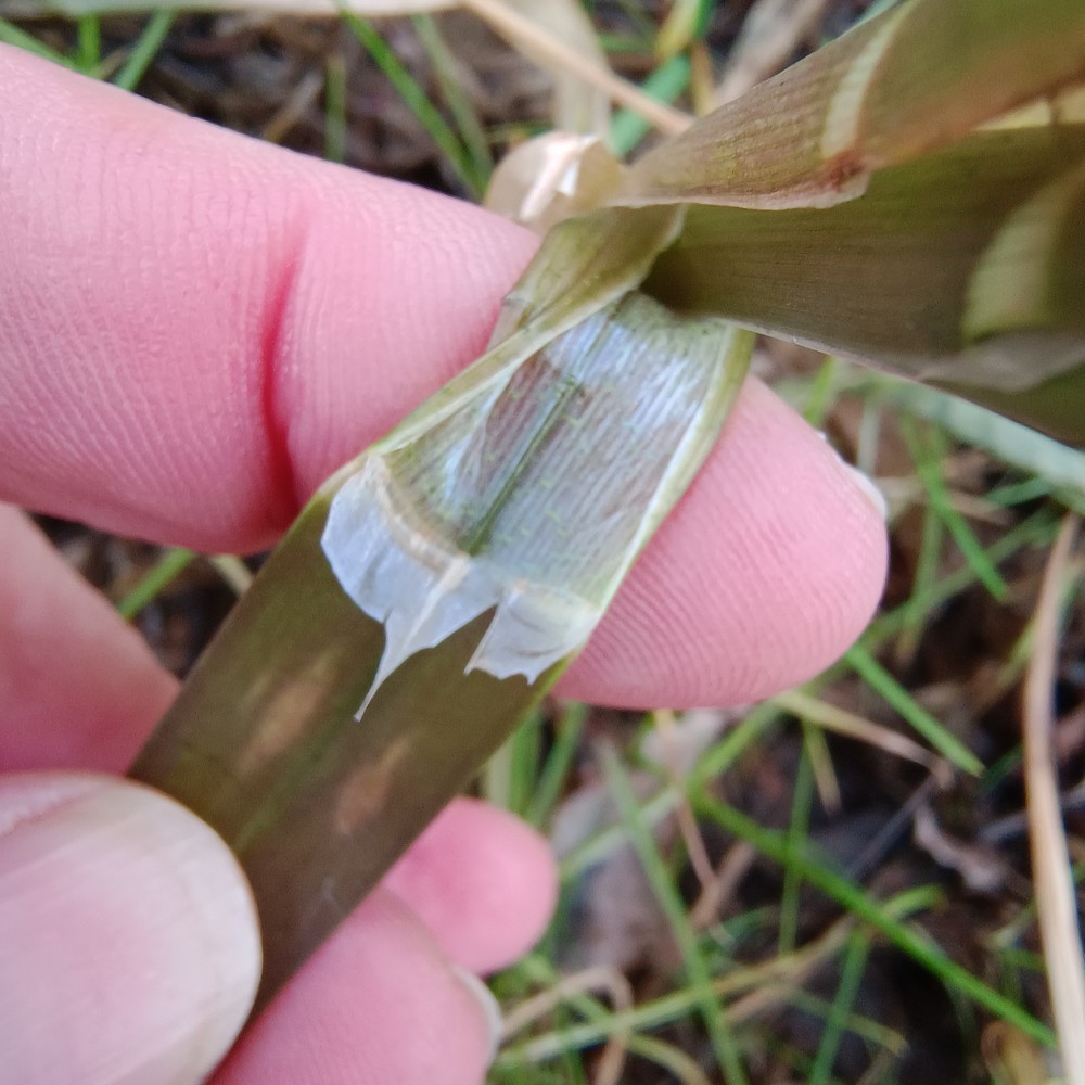 Glyceria maxima (reed meadowgrass) (alternate view 12)