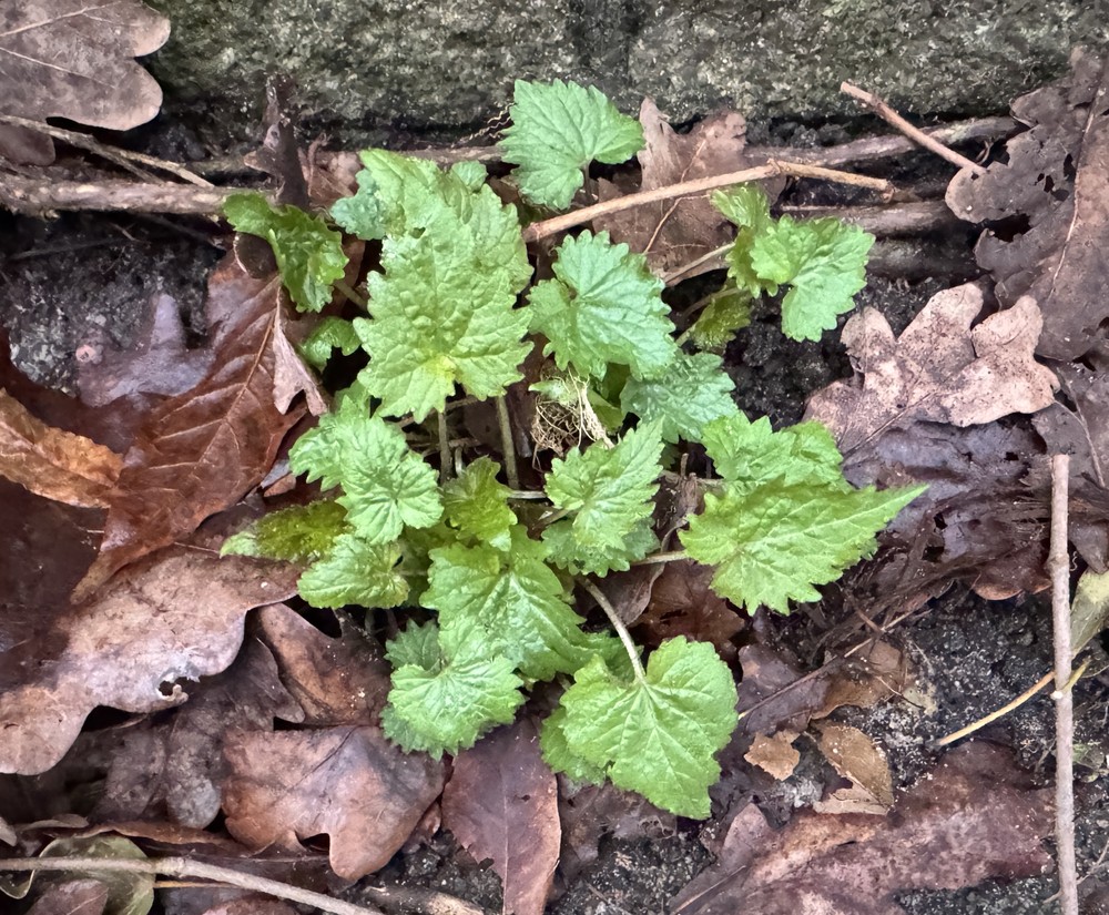 Campanula trachelium (Nettle-leaved Bellflower) (alternate view 12)