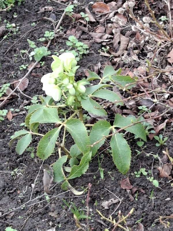 Helleborus argutifolius (Corsican hellebore) (alternate view 5)