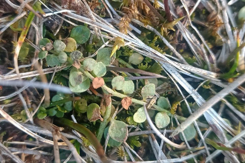 Lysimachia tenella (Bog Pimpernel) (alternate view 11)