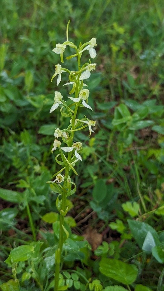 Platanthera chlorantha (Greater butterfly-orchid) (alternate view 7)