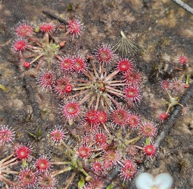 Drosera pygmaea (pygmy sundew) (alternate view 9)
