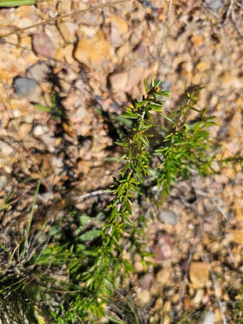 Grevillea juniperina