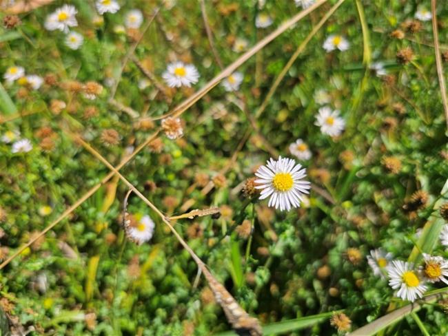 Calotis cuneifolia (Purple Burr-daisy) (alternate view 11)