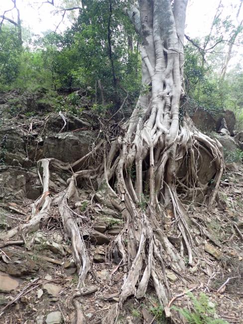 Ficus rubiginosa (Port Jackson fig) (alternate view 10)