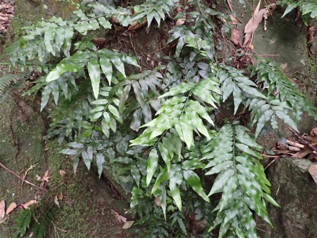 Arthropteris tenella (Climbing Fern) (alternate view 9)