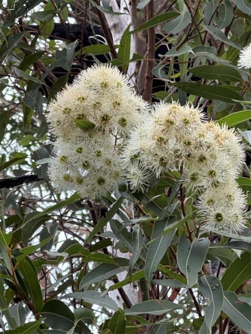 Corymbia gummifera (Red Bloodwood) (alternate view 12)