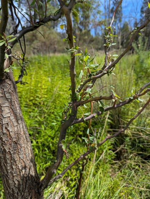 Salix × matsudana × alba (Willow Hybrid Tree)