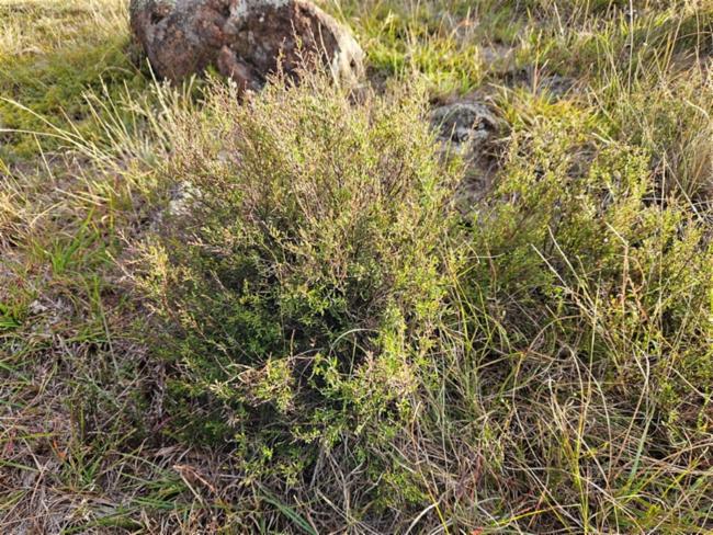 Cryptandra amara (Bitter Cryptandra) (alternate view 10)
