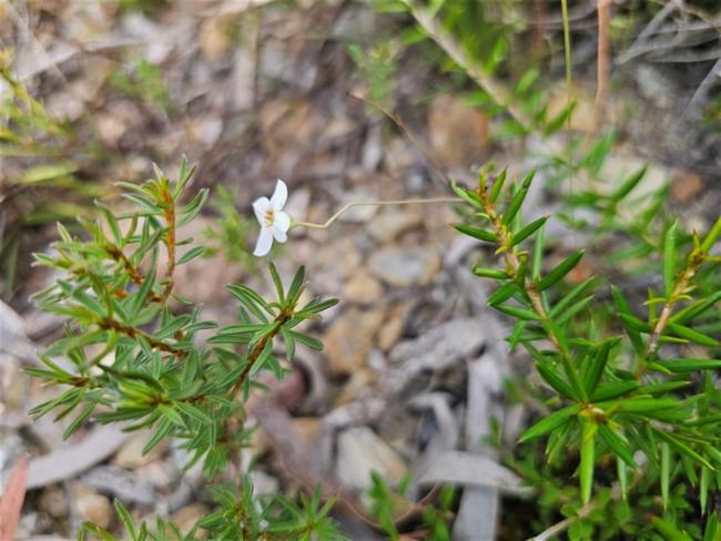 Mitrasacme polymorpha (Mitre Weed) (alternate view 12)
