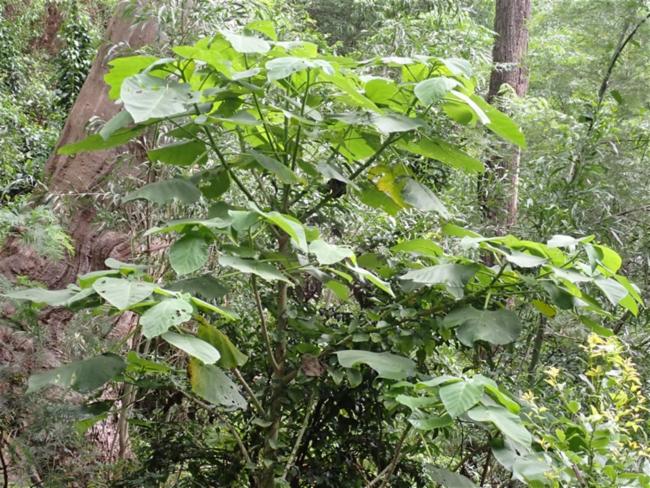 Dendrocnide excelsa (Giant Stinging Tree) (alternate view 13)