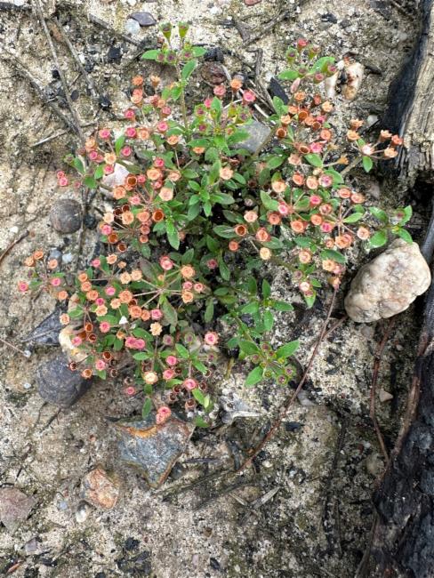 Pomax umbellata (pomax) (alternate view 9)