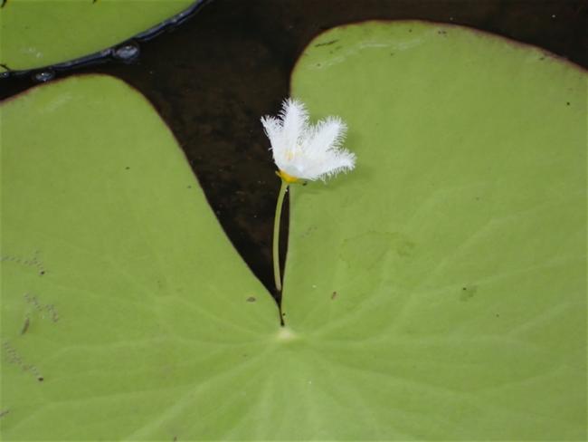 Nymphoides indica (Water Snowflake) (alternate view 12)