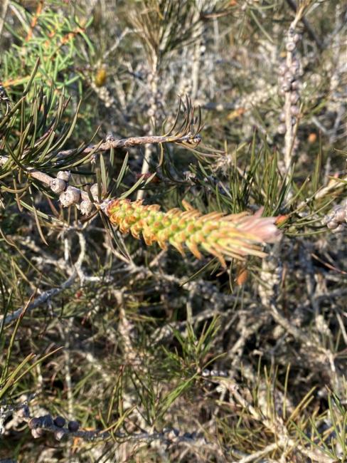 Melaleuca linearis (Narrow-leaved Bottlebrush) (alternate view 12)