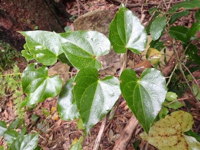 Sarcopetalum harveyanum (pearl vine) (alternate view 12)