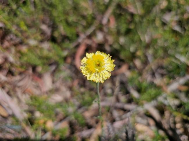 Coronidium scorpioides (button everlasting) (alternate view 9)
