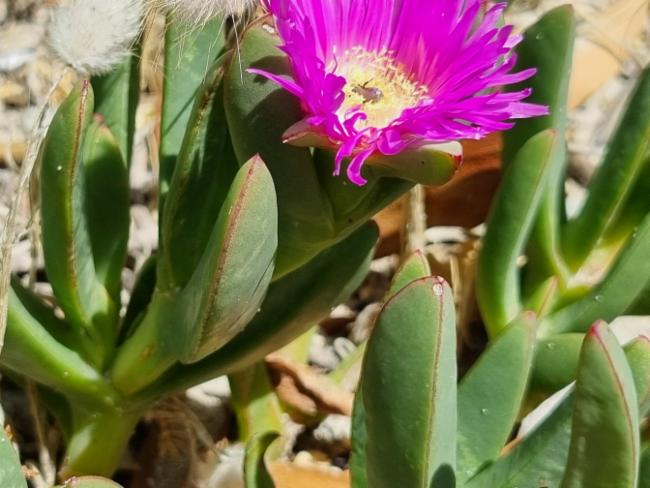 Carpobrotus rossii (Australian Pig Face) (alternate view 10)
