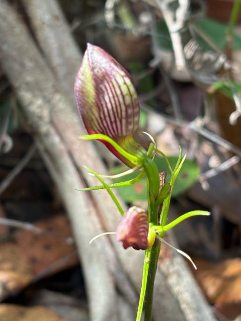 Cryptostylis erecta (bonnet orchid) (alternate view 10)