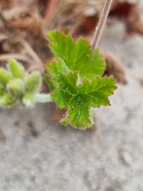 Pelargonium australe (Austral Stork's-bill) (alternate view 10)