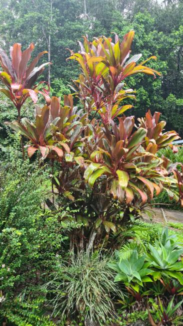Cordyline fruticosa (Ti Plant) (alternate view 10)