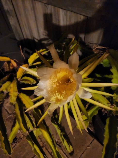 Selenicereus (moonlight cactuses) (alternate view 2)