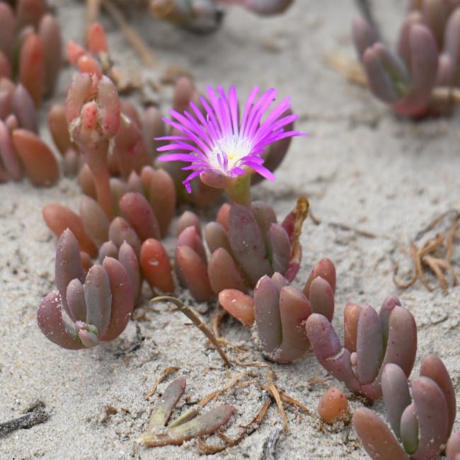 Disphyma crassifolium (Purple Dewplant) (alternate view 11)