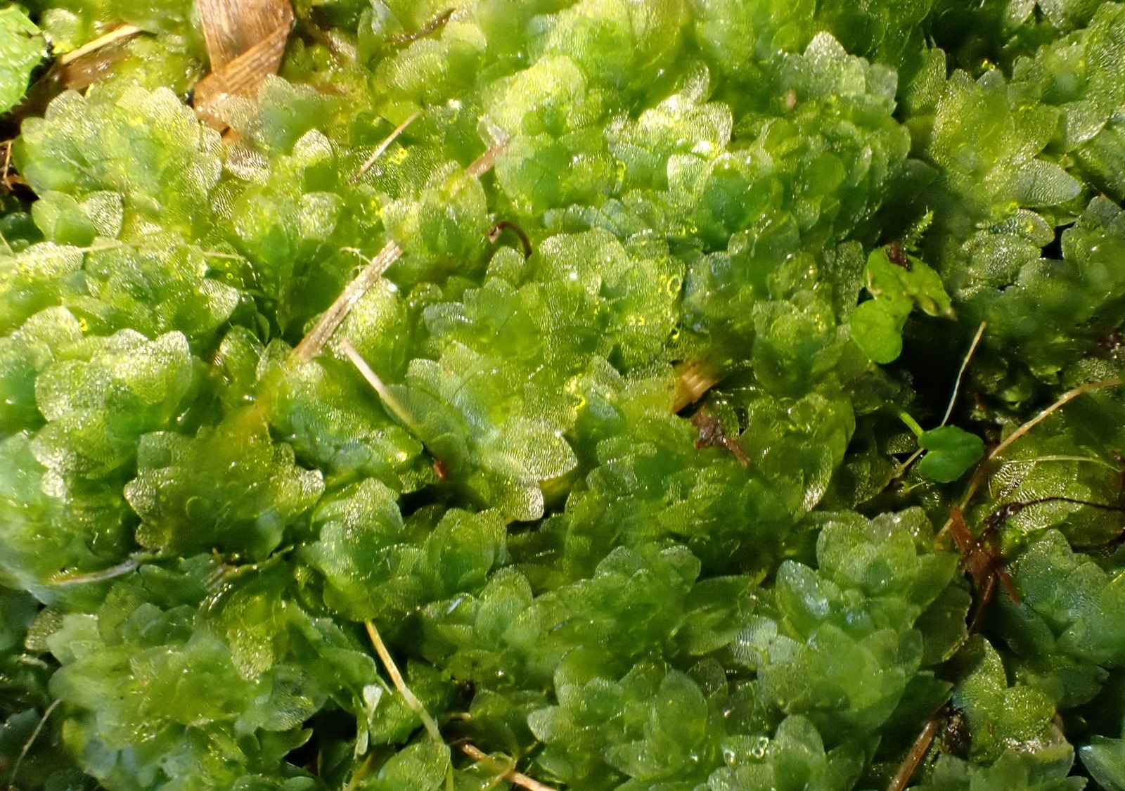 Hookeria lucens (Shining Hookeria) (alternate view 12)