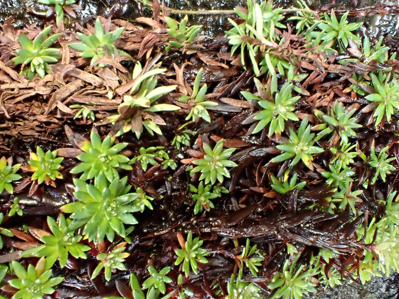 Saxifraga aizoides (Yellow Saxifrage) (alternate view 11)