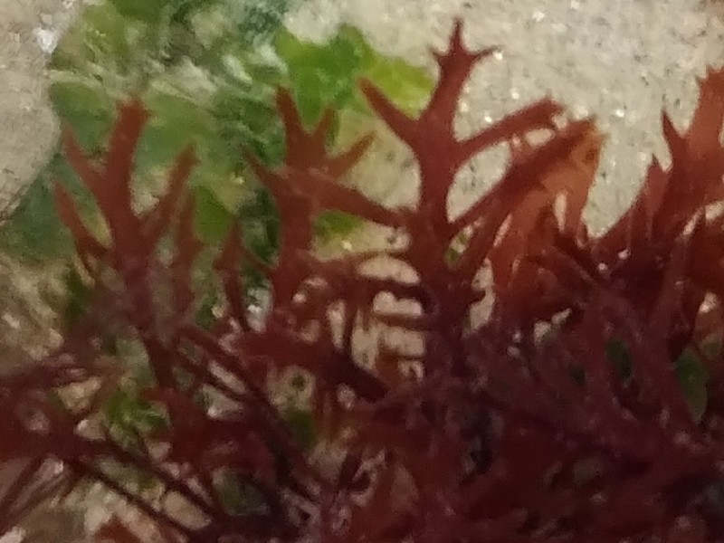 Gelidium (Jellyweeds)