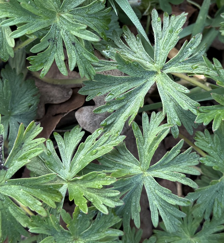 Geranium tuberosum (Tuberous Geranium) (alternate view 12)