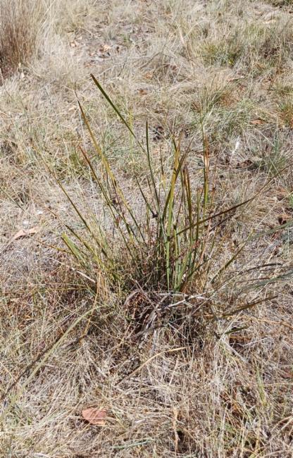 Lomandra multiflora (Many Flowered Matrush) (alternate view 11)