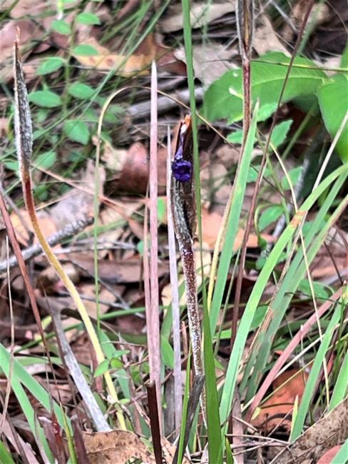 Patersonia sericea (Silky Purple Flag) (alternate view 11)