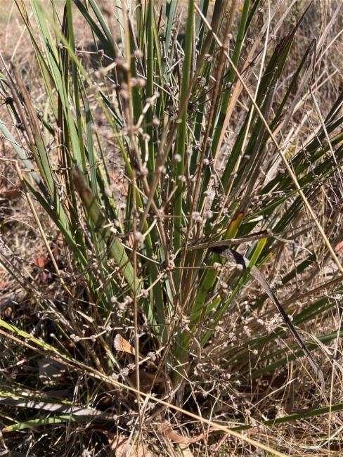 Lomandra multiflora (Many Flowered Matrush) (alternate view 12)