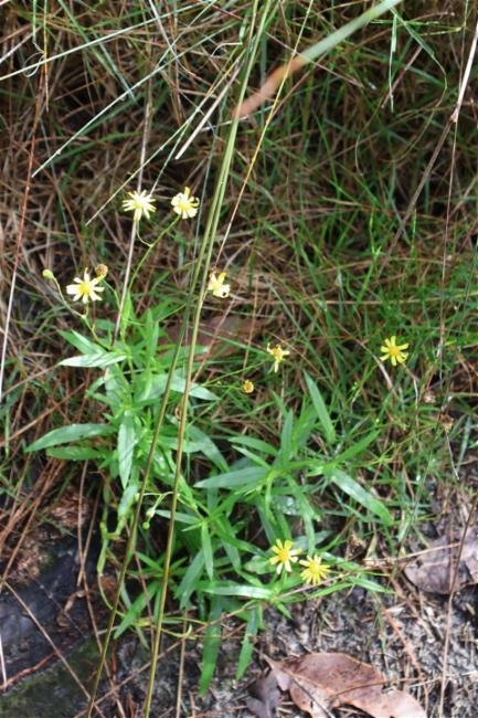Senecio madagascariensis (Madagascar Ragwort) (alternate view 11)