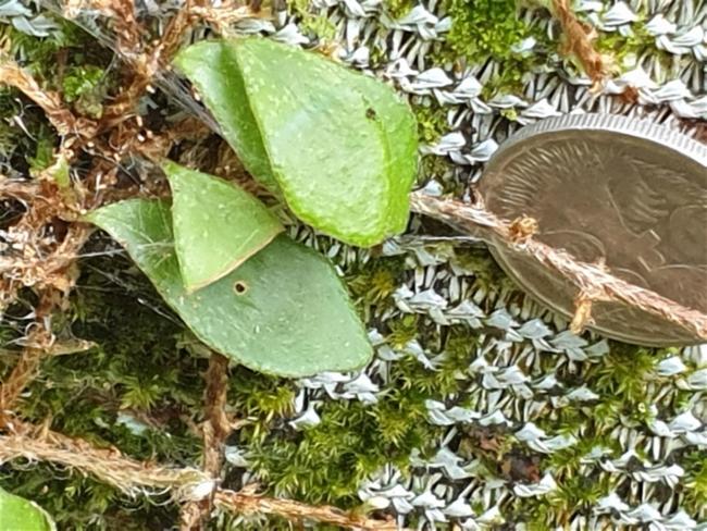 Pyrrosia rupestris (Rock Felt Fern) (alternate view 12)