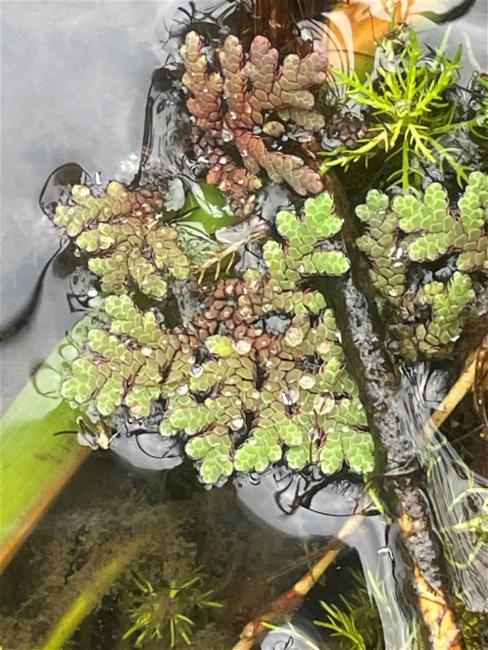 Azolla rubra (Red Azolla) (alternate view 11)