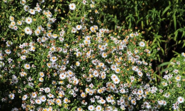 Aster novi-belgii (New York Aster) (alternate view 2)