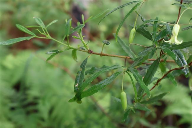 Billardiera mutabilis (Common Apple-berry) (alternate view 7)
